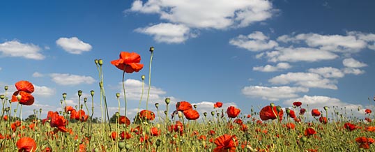 Remembrance Day 2014